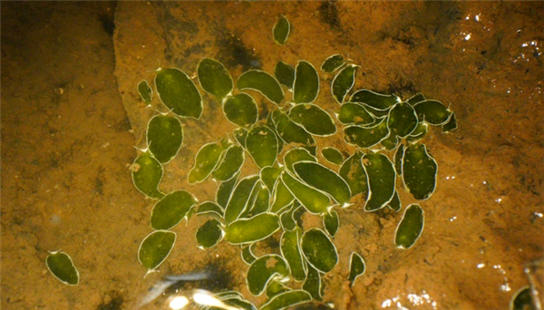 我国海南发现两个新记录物种：长得像树叶 靠光合作用就能活