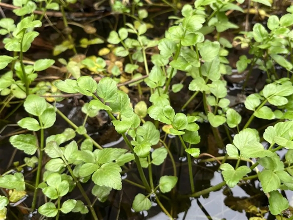 千万别自行挖野菜！很危险 小心中毒住进ICU