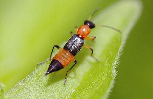 我的脸被隐翅虫毁容了！千万小心“会飞的硫酸”