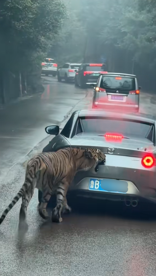 女子自驾进猛兽区被老虎咬掉车漆 本人回应：车上没有食物