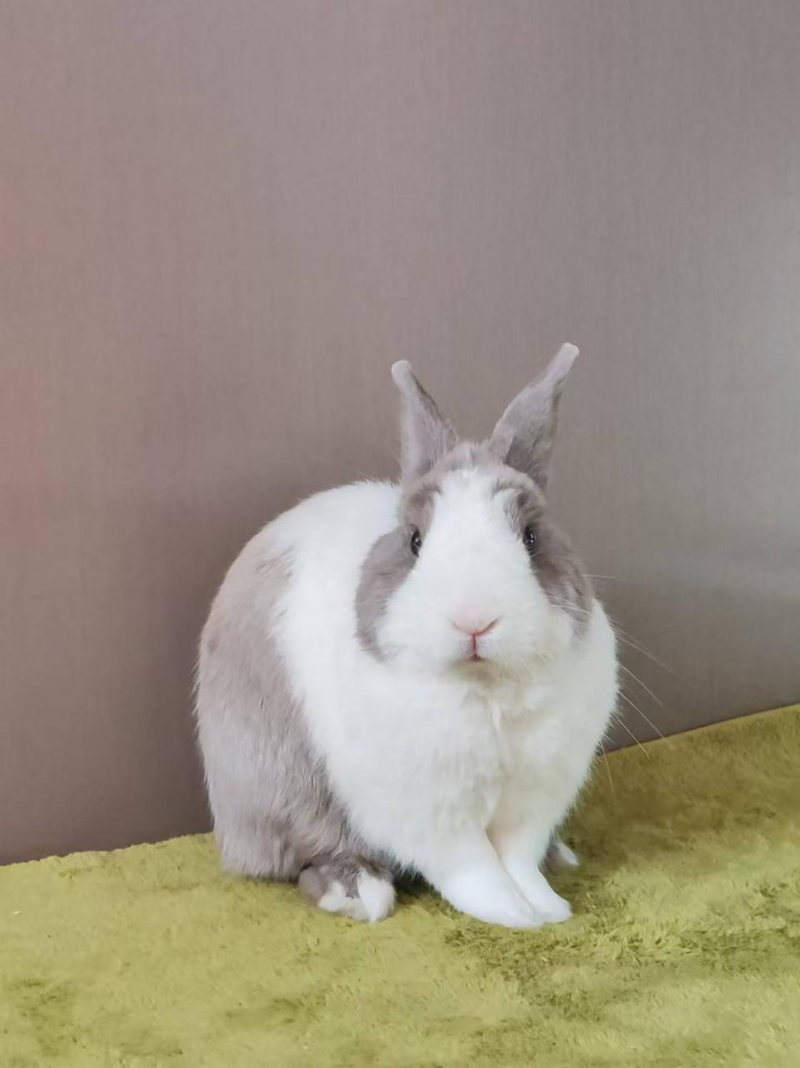 换季时兔毛满天飞？BCM揭秘：如何实现肠道健康与毛发光泽的黄金平衡