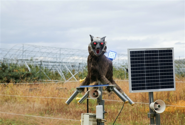 曾因外观被嘲笑“愚蠢” 日本部署狼型机器人驱熊