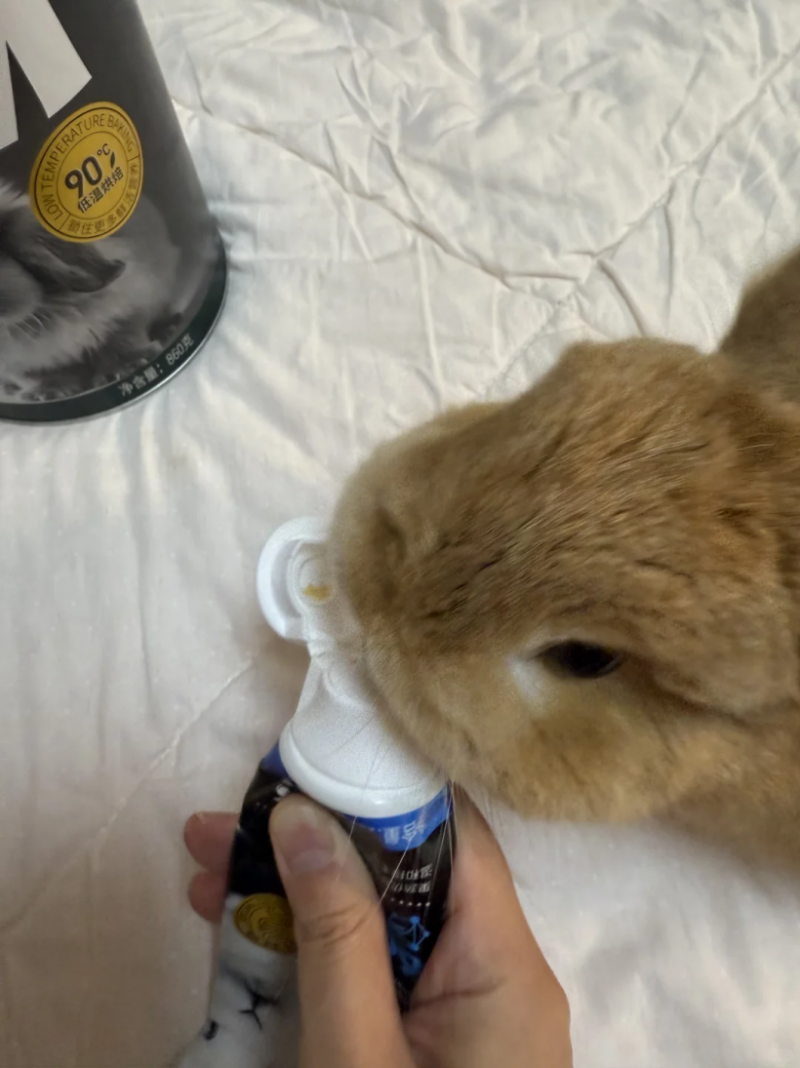 宠物兔的健康卫士——BCM引领高纤化毛新时代(图10)