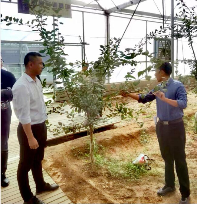 农业科技创新加"料"  新疆伽师新梅变乡村振兴"金"果(图3)