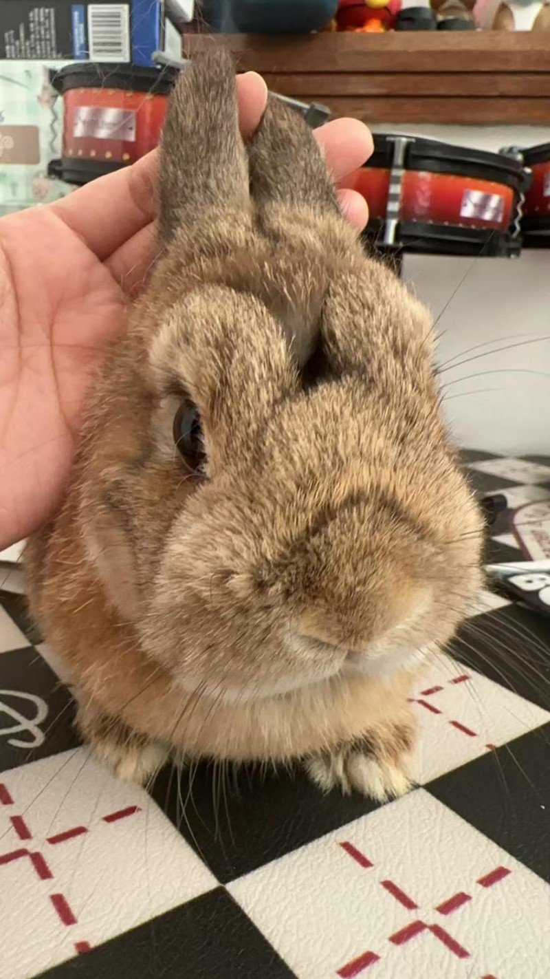 换季时兔毛满天飞？BCM揭秘：如何实现肠道健康与毛发光泽的黄金平衡(图2)